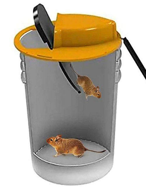 https://www.tiweo.fr/4717/trampas-para-ratones-eficaces-y-libres-de-veneno.jpg